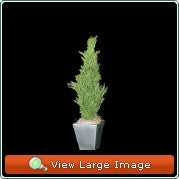Cedar Plants - 3 Ft Mini - Portico Indoor & Outdoor Living Inc.