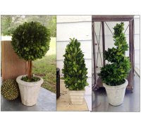 Boxwood Spiral Topiary - Portico Indoor & Outdoor Living Inc.